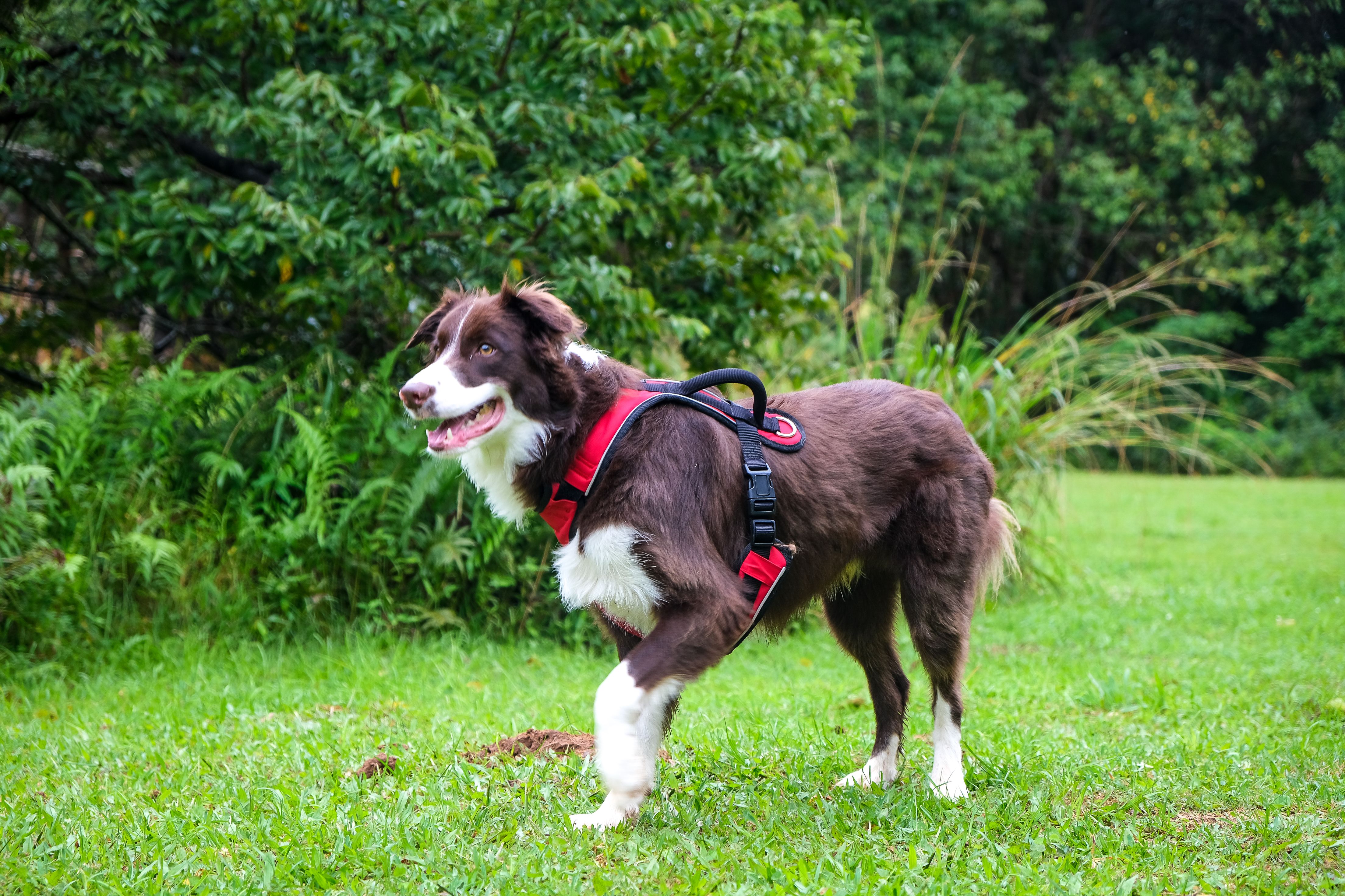Dog-Friendly Parks in Sunshine Coast: Off-Leash Areas and Walking Trails