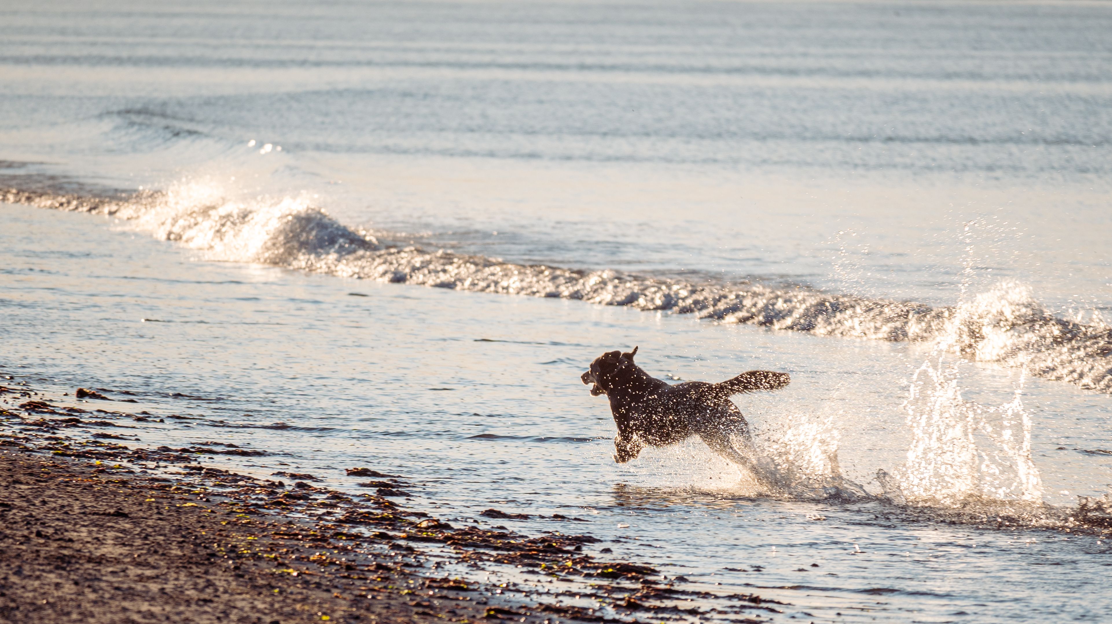 Dog-Friendly Sunshine Coast: Beaches, Parks and Cafes That Welcome Dogs