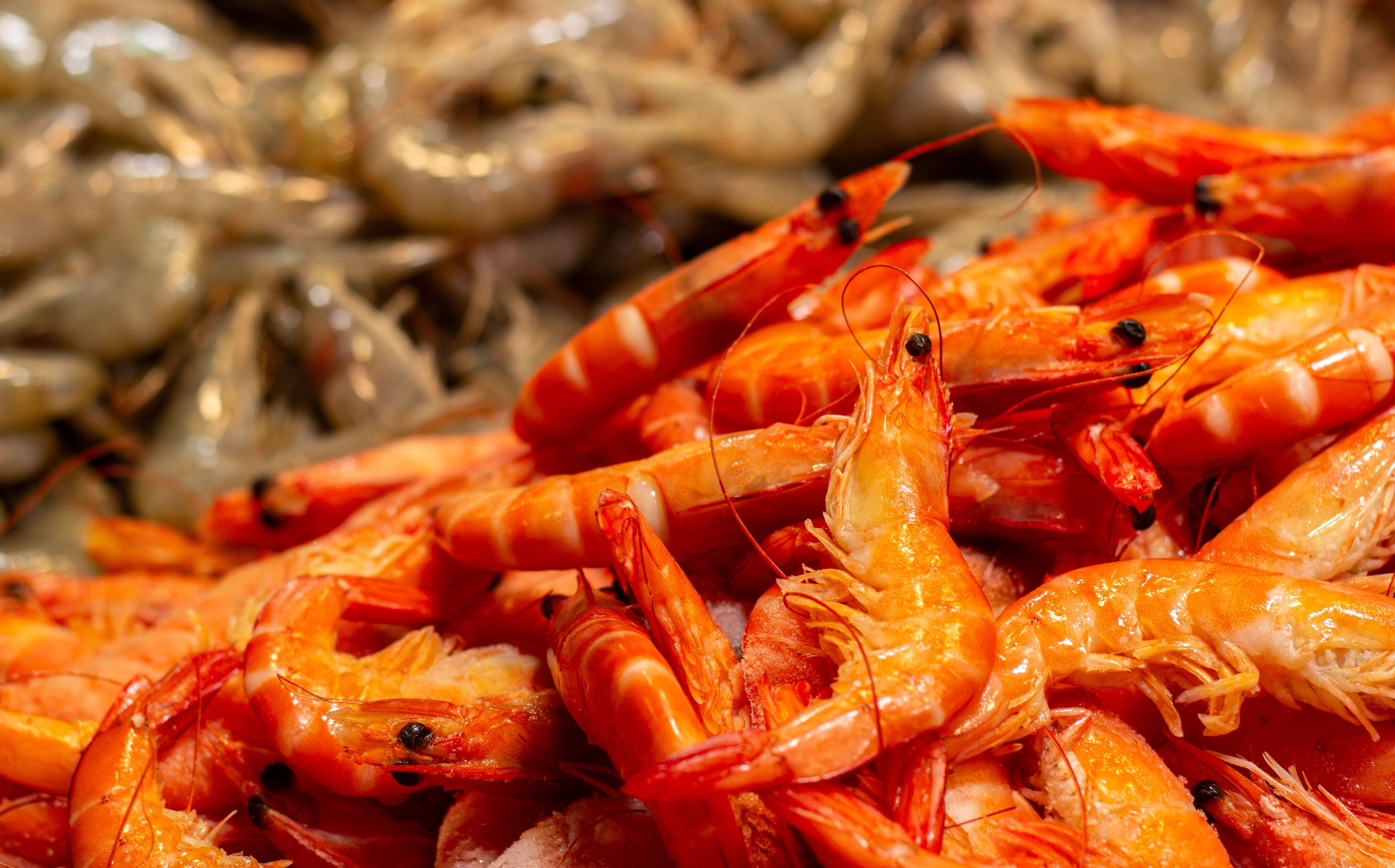 Best Seafood on the Sunshine Coast: Fish, Prawns and Ocean Dining