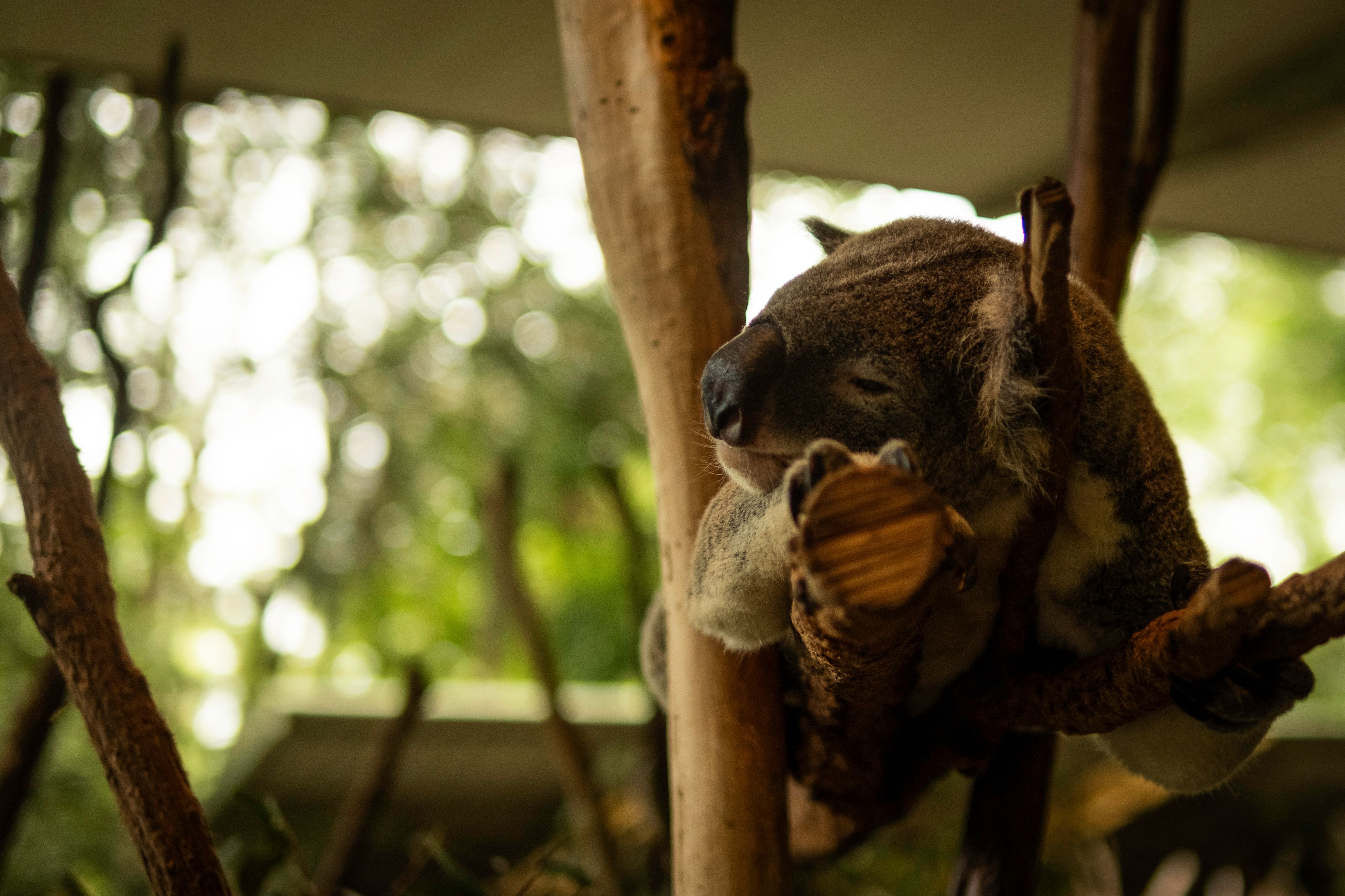 Best Family Activities on the Sunshine Coast: Australia Zoo, Underwater World and Eumundi