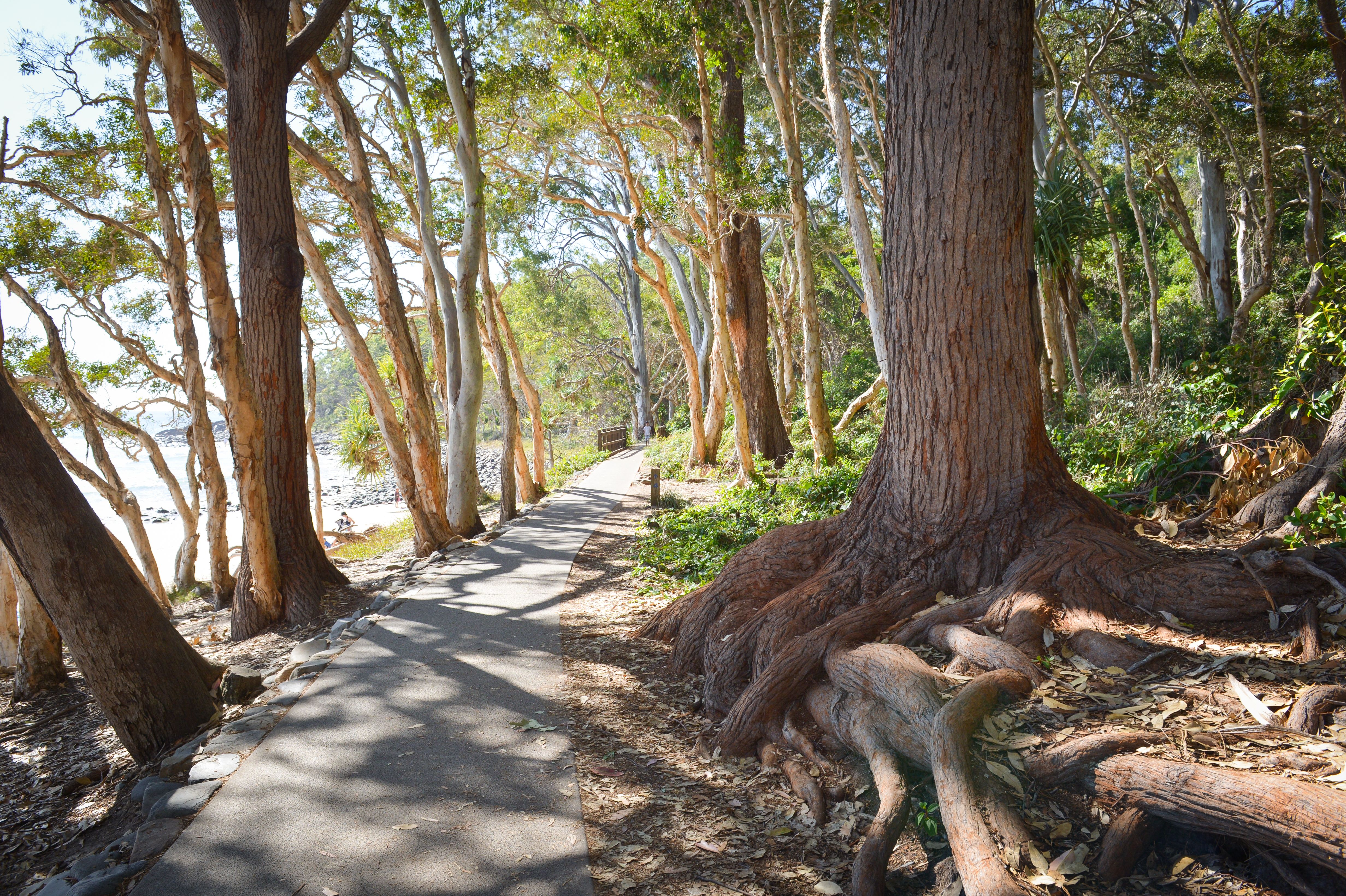 Best Running Routes in Sunshine Coast: Parks, Trails and Road Circuits
