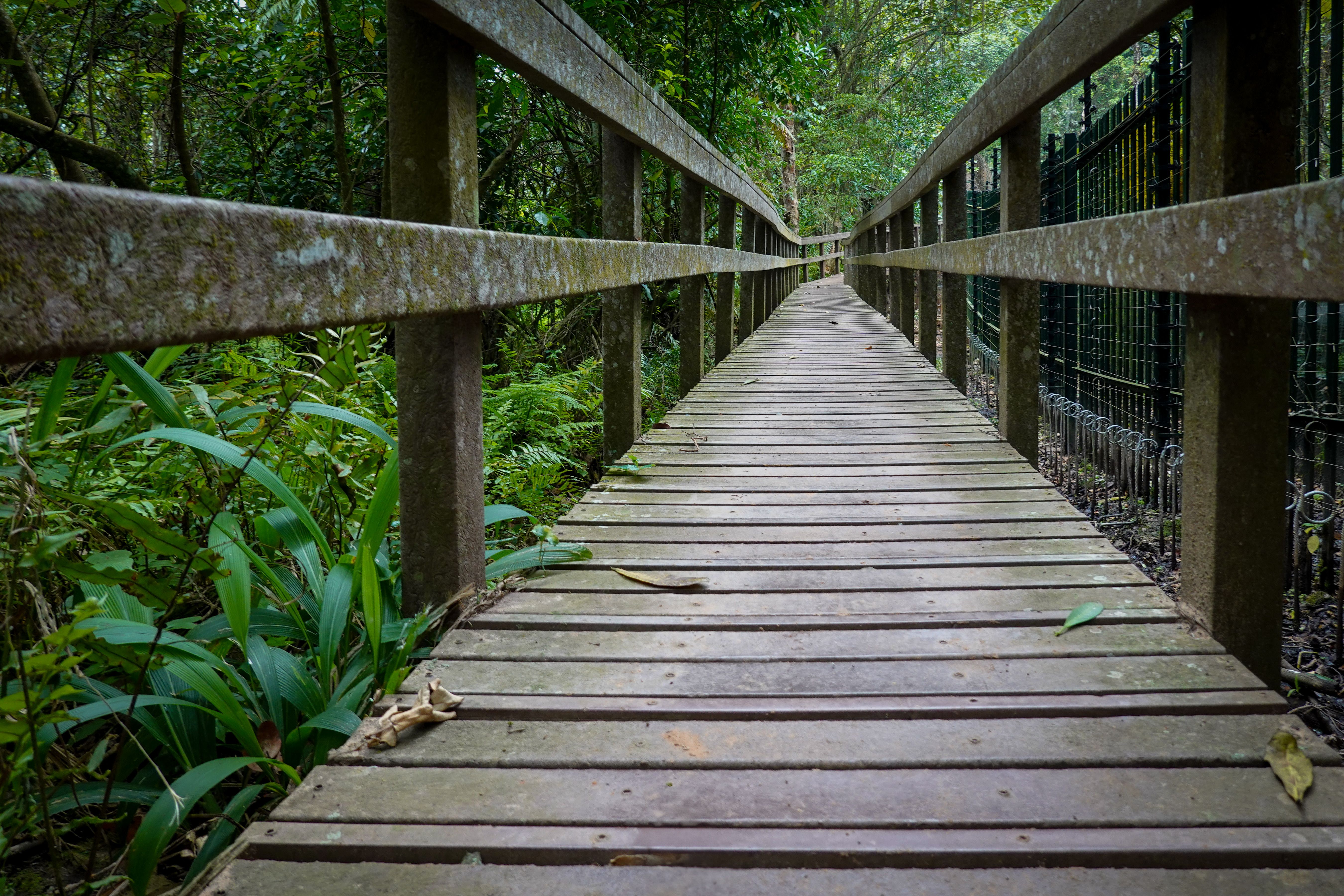 Bushwalking Near Sunshine Coast: Best Trails, Reserves and National Parks