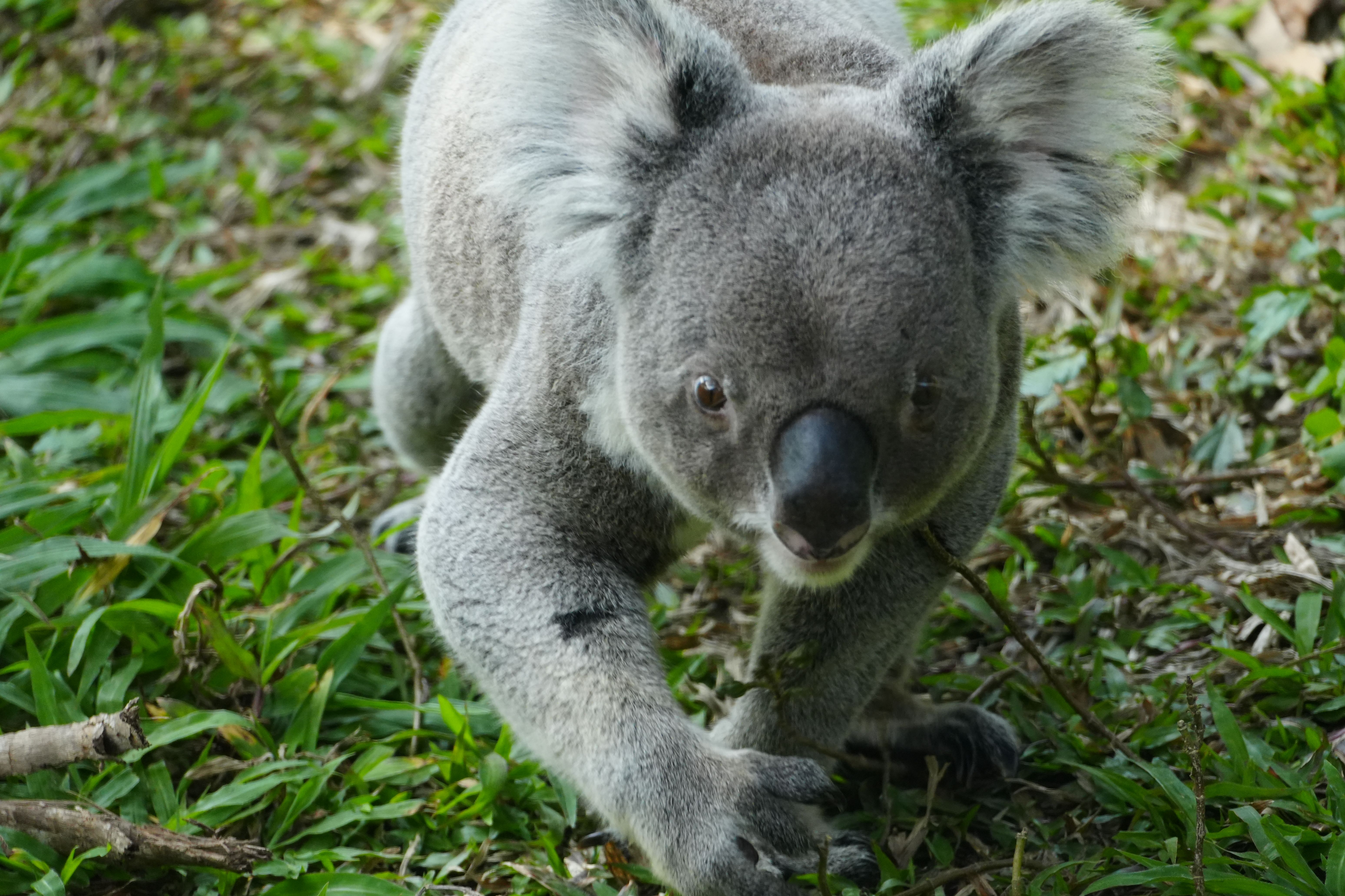 Australia Zoo: Visiting Steve Irwin's Wildlife Park on the Sunshine Coast